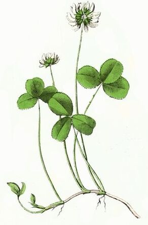 hirusta